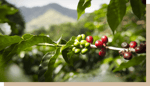 maison du cafe label bio fruit