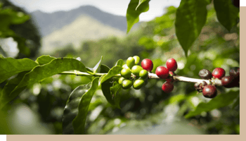 maison du cafe label bio fruit