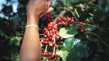 maison du cafe label maxhavelaar fruit image