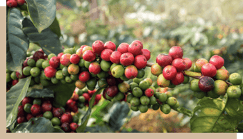 maison du cafe typica cafeier fruits image 2
