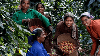 maison du cafe typica fermieres panier fruits image 1