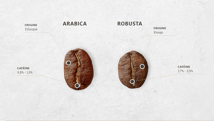cafes arabica et robusta